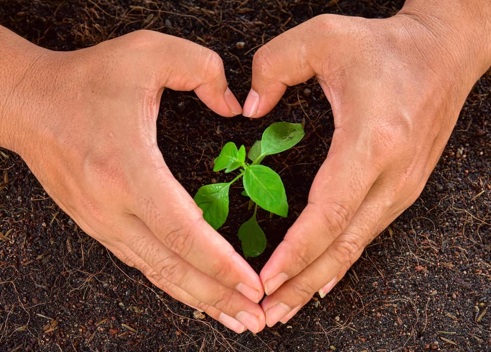 Duas mãos formando um coração ao redor de uma muda plantada na terra